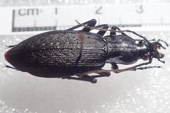 Carabus porrecticollis porrecticollis
