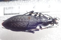 Carabus porrecticollis porrecticollis