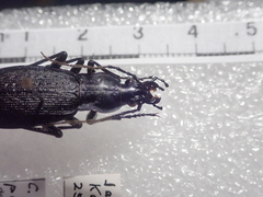 Carabus porrecticollis porrecticollis