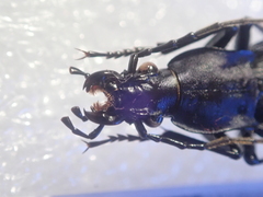 Carabus porrecticollis porrecticollis