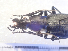 Carabus porrecticollis porrecticollis