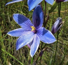 Thelymitra venosa