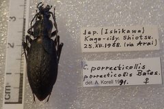 Carabus porrecticollis porrecticollis