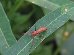 Ricolla quadrispinosa