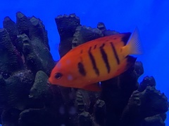 Centropyge loriculus