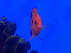 Centropyge loriculus