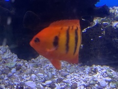 Centropyge loriculus