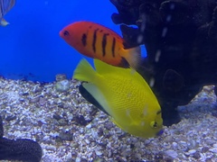 Centropyge loriculus