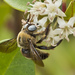 Pale-thorax Carpenter Bee - Photo (c) Tony Tang, some rights reserved (CC BY-NC), uploaded by Tony Tang