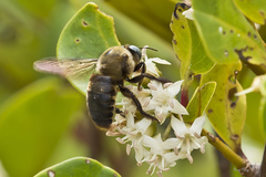 Xylocopa phalothorax
