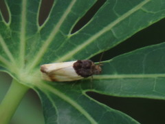 Spragueia apicalis