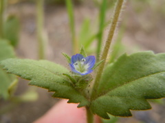 Veronica biloba