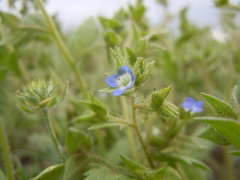 Veronica biloba