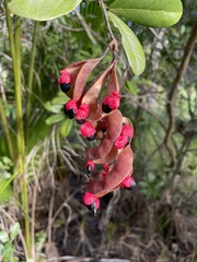 Pithecellobium keyense