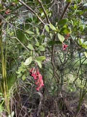 Pithecellobium keyense