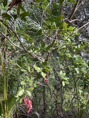 Pithecellobium keyense