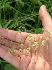 Arrhenatherum elatius
