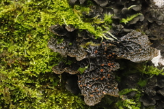 Lobaria anthraspis