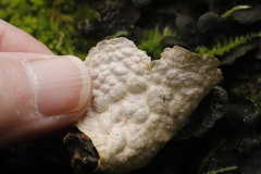 Lobaria anthraspis