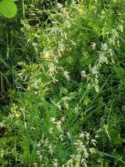 Arrhenatherum elatius