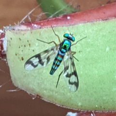 Heteropsilopus ingenuus