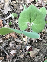 Asarum canadense reflexum