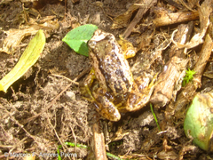Pristimantis unistrigatus