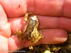 Pristimantis unistrigatus
