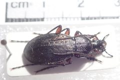 Carabus venustus