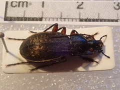 Carabus venustus
