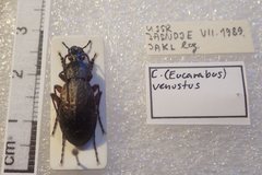Carabus venustus