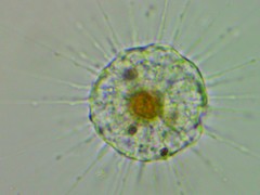 Actinophryida
