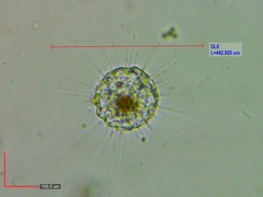 Actinophryida