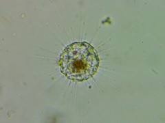 Actinophryida