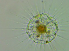 Actinophryida