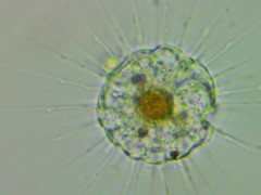 Actinophryida