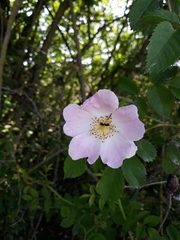 Ceratina cucurbitina