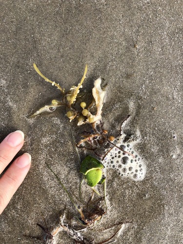 photo of Sargassum (Sargassum)