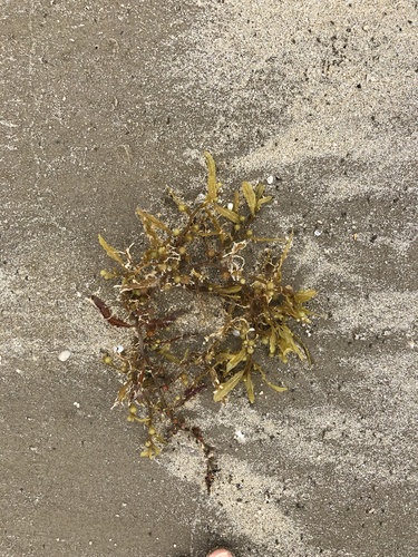 photo of Sargassum (Sargassum)