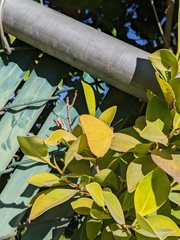 Phoebis agarithe fisheri