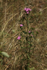 Centaurium erythraea turcicum