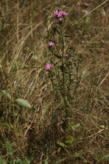 Centaurium erythraea turcicum