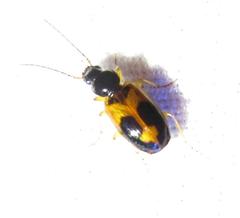 Badister elegans