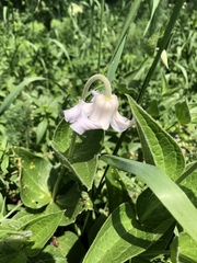 Clematis integrifolia