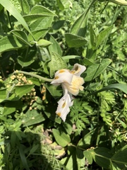 Clematis integrifolia