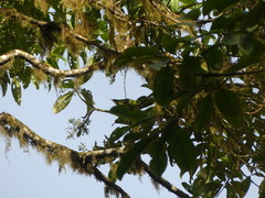 Bolborhynchus lineola