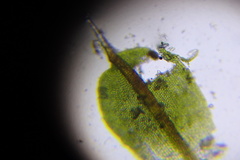 Syntrichia pagorum