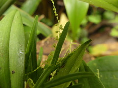 Stelis pusilla