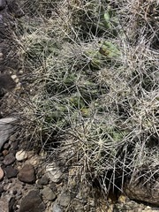 Coryphantha macromeris