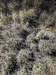 Coryphantha macromeris